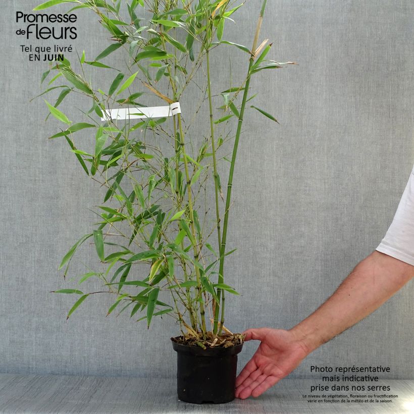 Exemplaar van Phyllostachys nigra Henonis - Zwarte bamboe Pot van 2 l/3 l zoals geleverd in de zomer