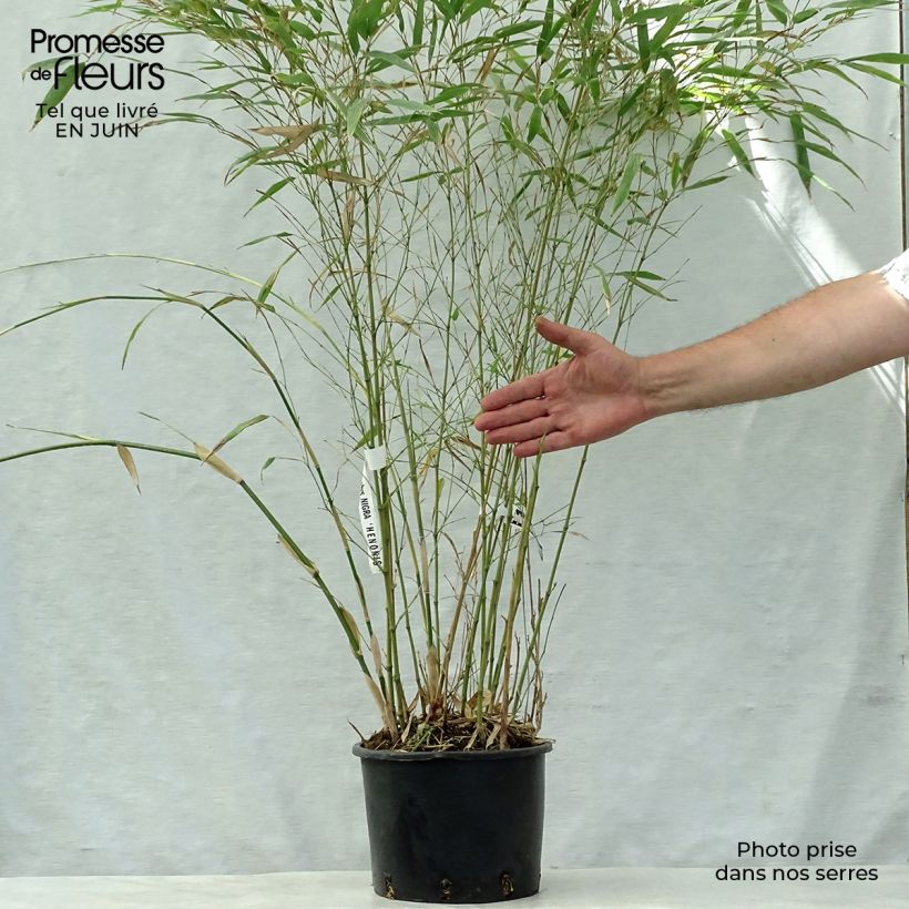 Exemplaar van Phyllostachys nigra Henonis - Zwarte bamboe Pot van 4 l/5 l zoals geleverd in de zomer