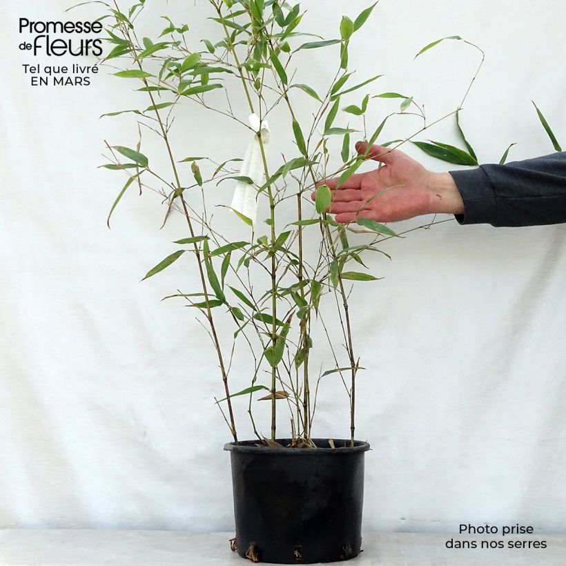 Exemplaar van Phyllostachys nigra Henonis - Zwarte bamboe Pot van 4 l/5 l zoals geleverd in de lente
