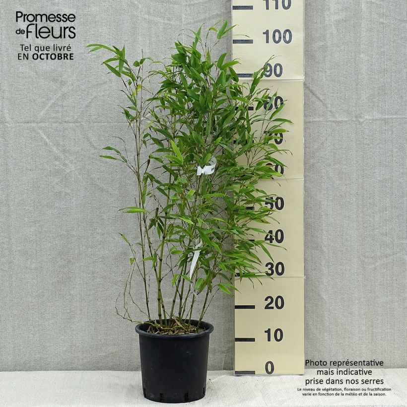 Exemplaar van Phyllostachys nigra Henonis - Zwarte bamboe Pot van 4 l/5 l zoals geleverd in de herfst