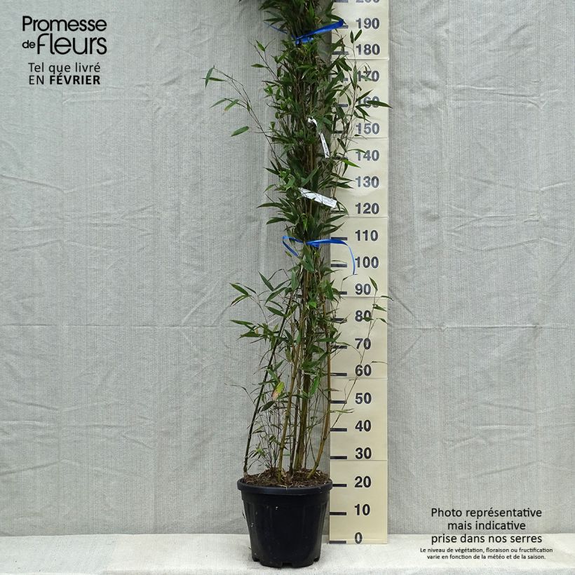 Exemplaar van Phyllostachys nigra Megurochiku - Zwarte bamboe Pot van 12 l/15 l zoals geleverd in de winter