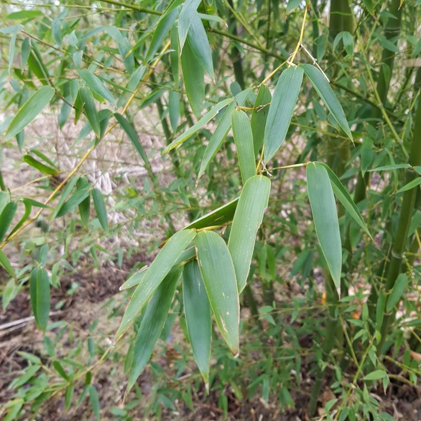 Phyllostachys parvifolia - Reuzenbamboe (Blad)