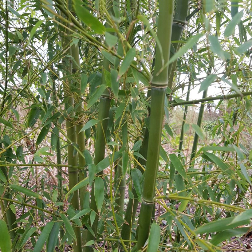 Phyllostachys parvifolia - Reuzenbamboe (Groeiplaats)