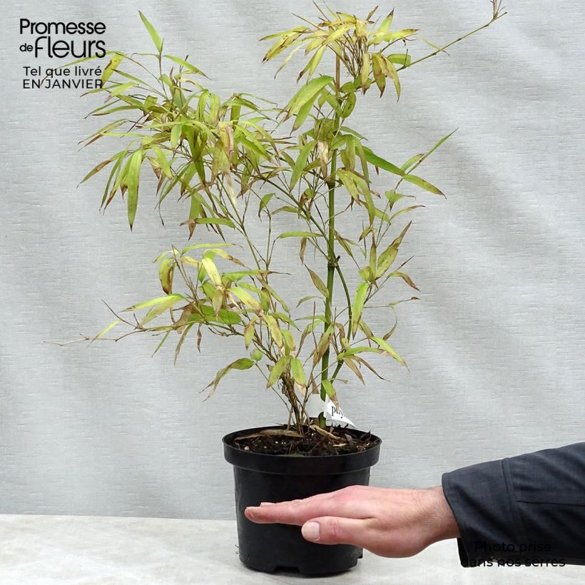 Exemplaar van Phyllostachys parvifolia - Reuzenbamboe Pot van 4 l/5 l zoals geleverd in de winter