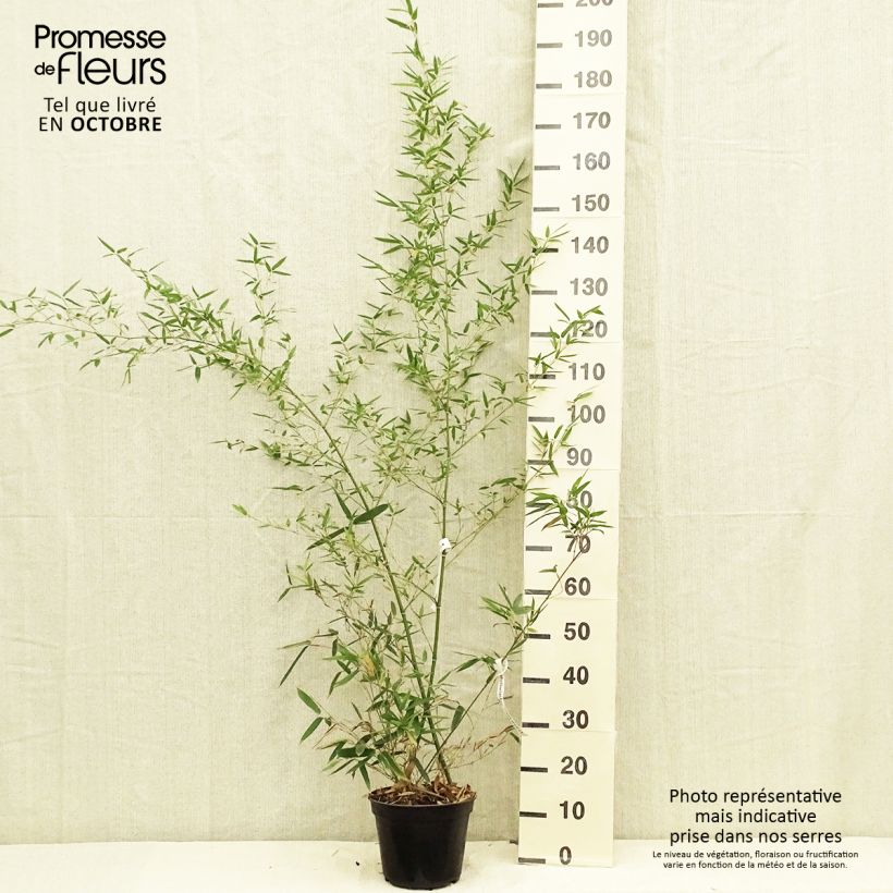 Exemplaar van Phyllostachys parvifolia - Reuzenbamboe Pot van 4 l/5 l zoals geleverd in de herfst