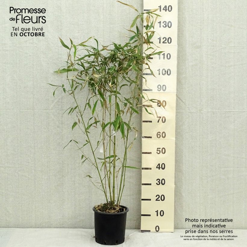 Exemplaar van Phyllostachys rubromarginata - Reuzenbamboe Pot van 4 l/5 l zoals geleverd in de herfst