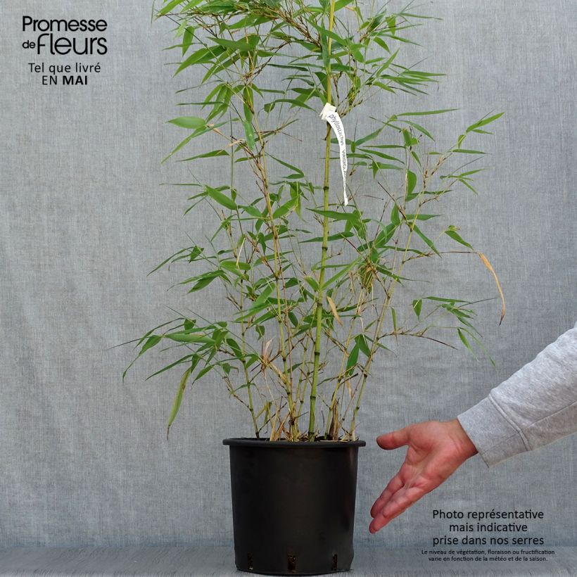 Example of Phyllostachys viridiglaucescens - Reuzenbamboe Pot van 4 l/5 l as you get in printemps