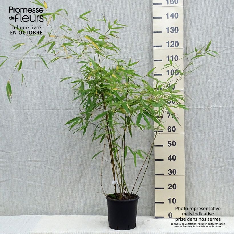 Exemplaar van Phyllostachys viridiglaucescens - Reuzenbamboe Pot van 4 l/5 l zoals geleverd in de herfst