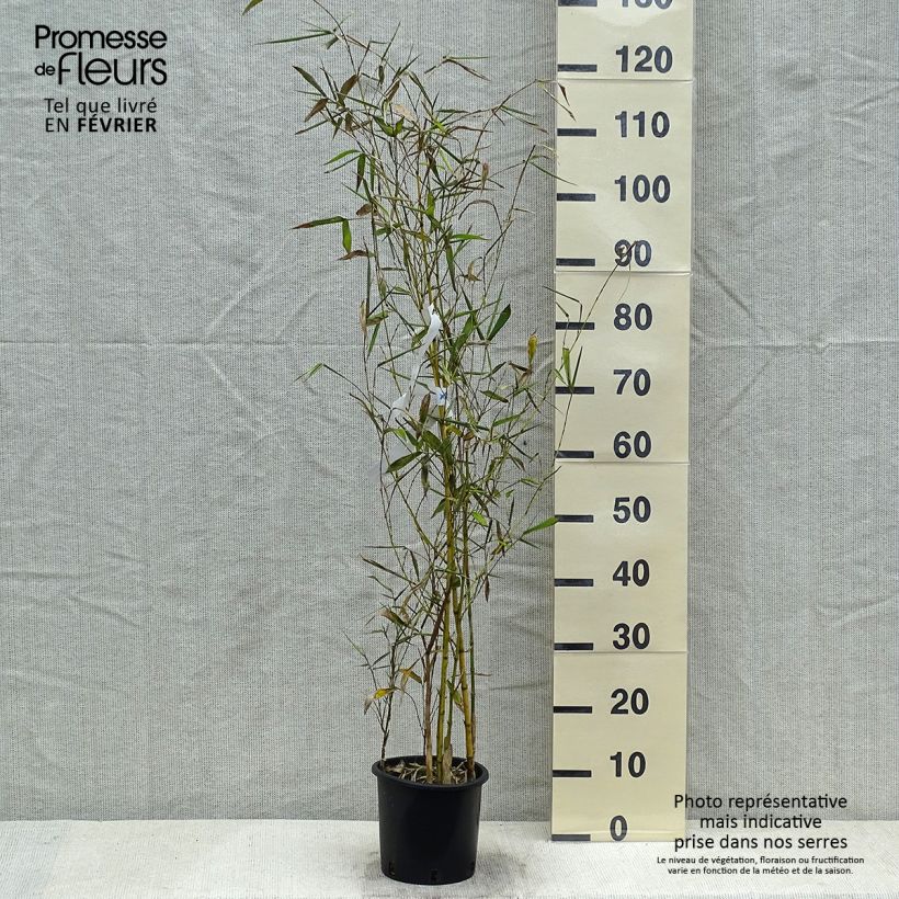 Example of Phyllostachys viridis Sulphurea - Reuzenbamboe Pot van 2 l/3 l as you get in hiver