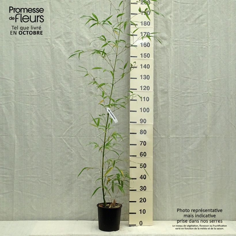 Exemplaar van Phyllostachys vivax Aureocaulis - Reuzenbamboe Pot van 4 l/5 l zoals geleverd in de herfst