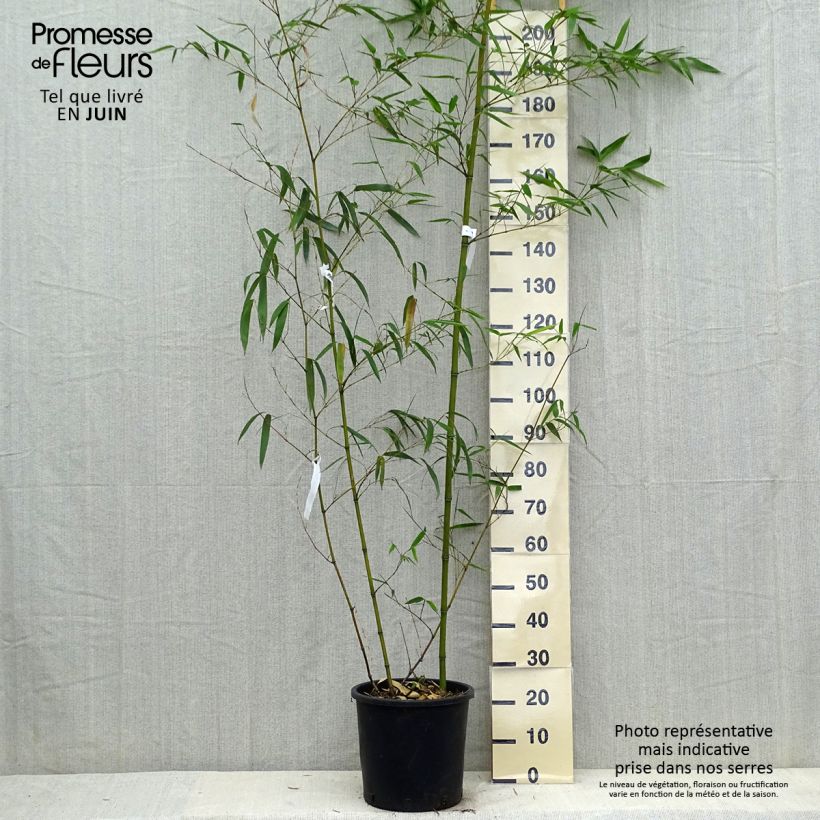 Exemplaar van Phyllostachys vivax Aureocaulis - Reuzenbamboe Pot van 4 l/5 l zoals geleverd in de lente