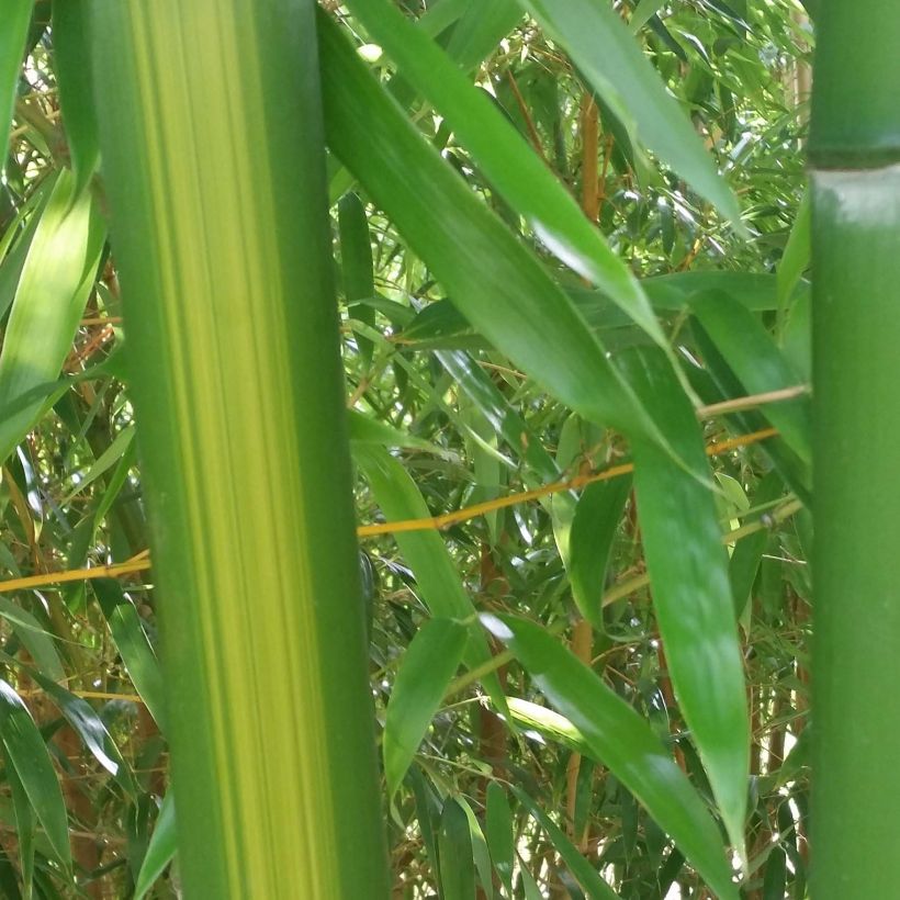 Phyllostachys vivax Huangwenzhu - Reuzenbamboe (Blad)