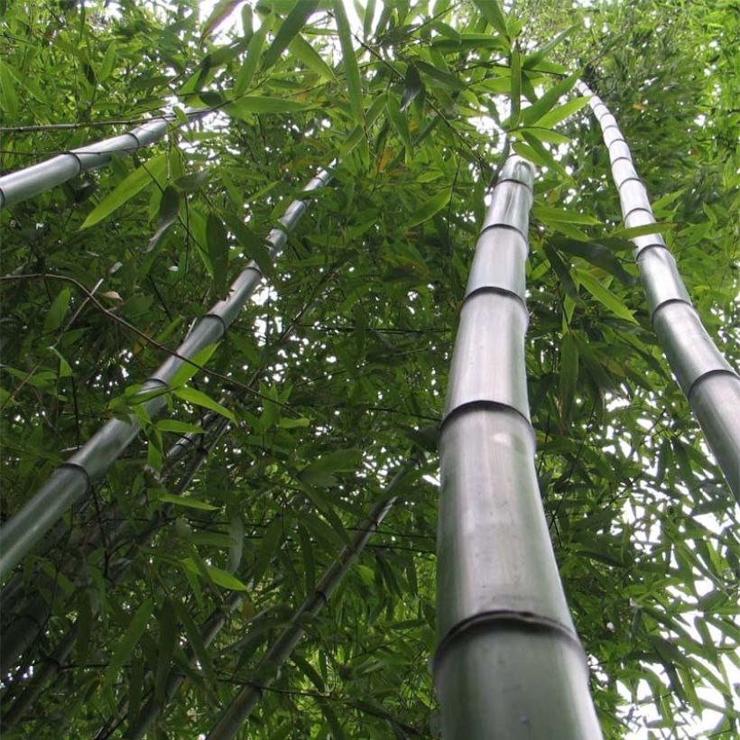 Phyllostachys vivax Huangwenzhu - Reuzenbamboe (Groeiplaats)