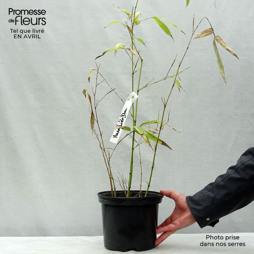Exemplaar van Phyllostachys vivax Huangwenzhu - Reuzenbamboe Pot van 4 l/5 l zoals geleverd in de lente