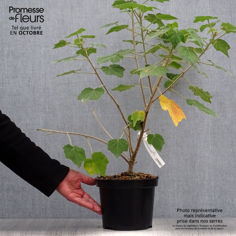 Exemplaar van Phymosia umbellata - Phymosia Pot van 4 l/5 l zoals geleverd in de herfst