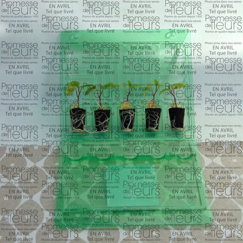 Voorbeeld van een exemplaar van Goudbes Goldita (jonge planten) Mini-mot Ø 3/4 cm zoals geleverd