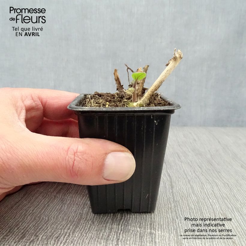 Exemplaar van Goudbes BIO Kweekpotje van 7/8 cm zoals geleverd in de lente