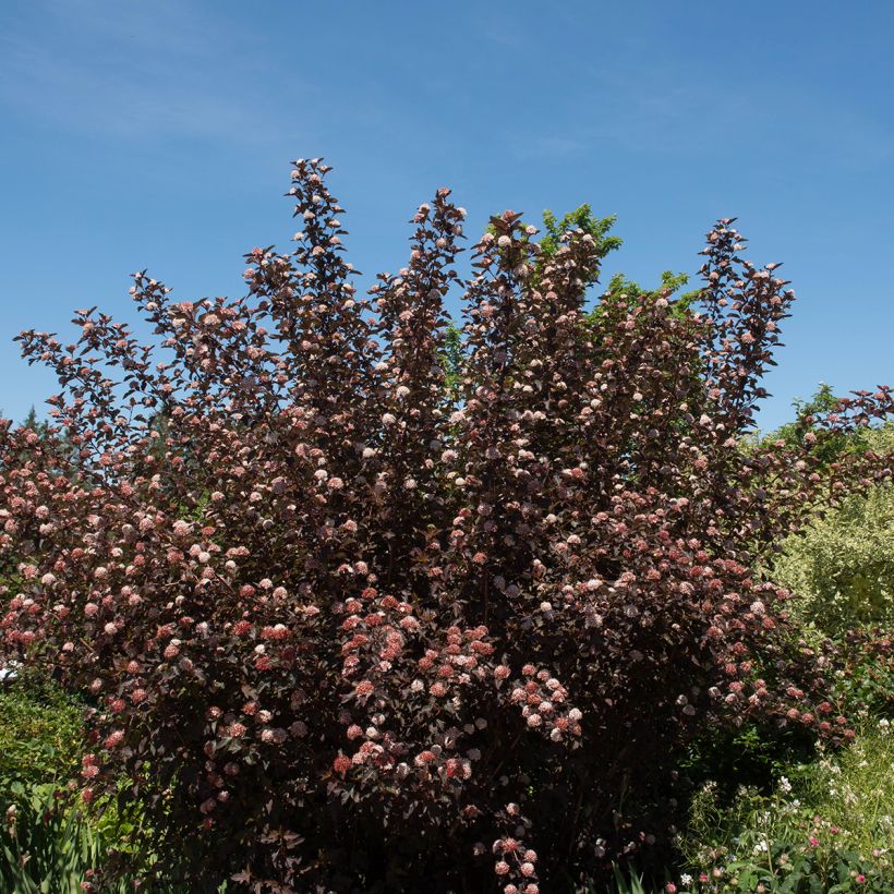 Physocarpus opulifolius Diable D'Or - Blaasspirea (Groeiplaats)
