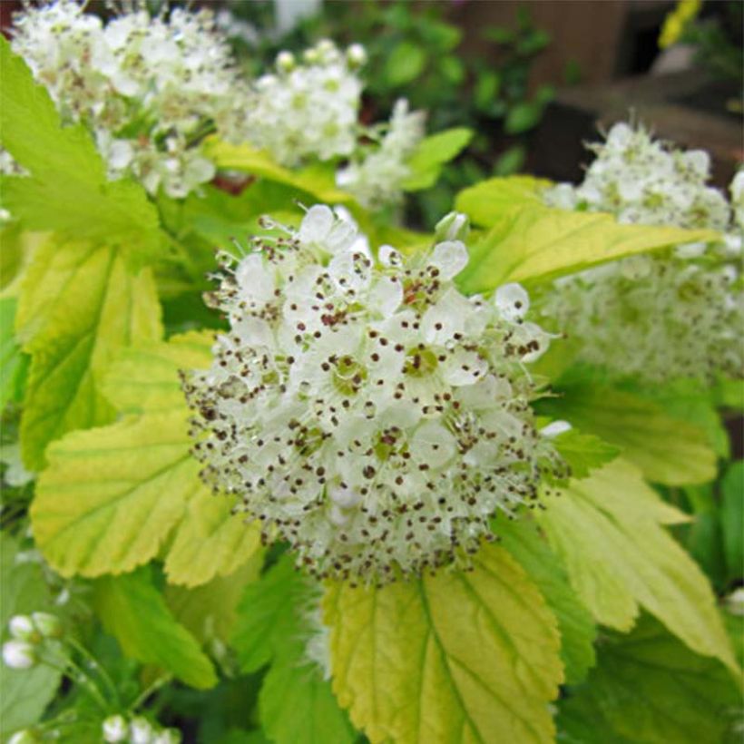 Physocarpus opulifolius Darts Gold - Blaasspirea (Bloei)