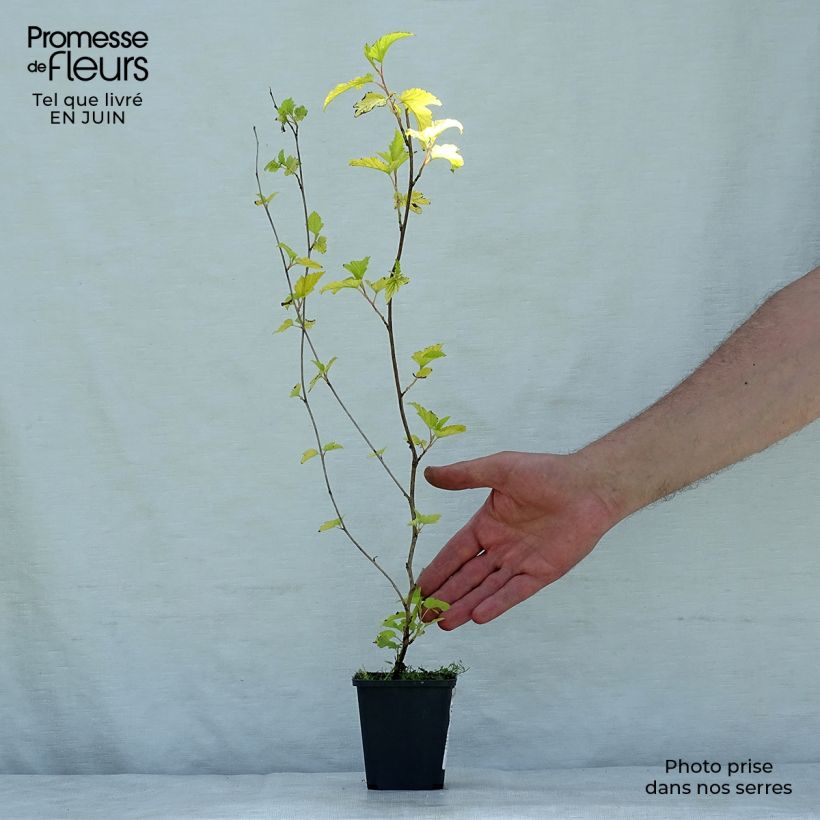 Exemplaar van Physocarpus opulifolius Darts Gold - Blaasspirea Kweekpotje van 8/9 cm zoals geleverd in de zomer