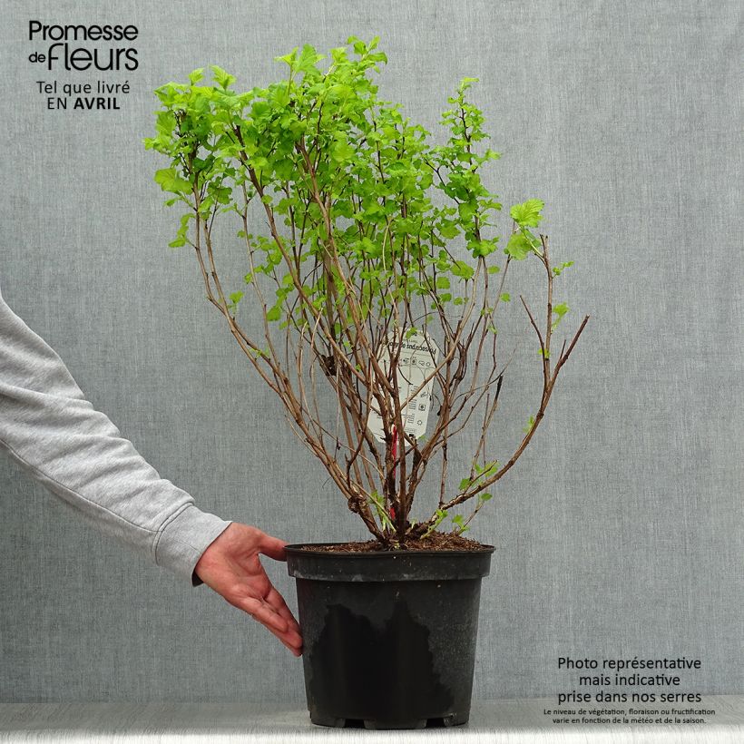 Exemplaar van Physocarpus opulifolius Darts Gold - Blaasspirea Pot van 6 l/7 l zoals geleverd in de lente