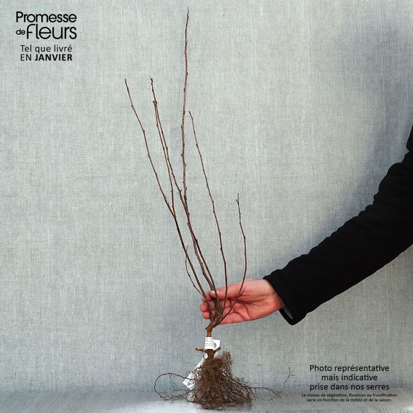 Exemplaar van Physocarpus opulifolius Darts Gold - Blaasspirea Naakte wortel zoals geleverd in de winter