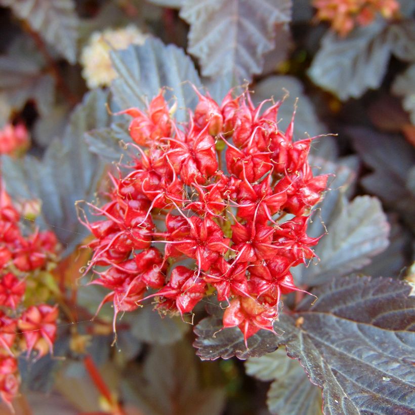 Physocarpus opulifolius Lady in Red - Blaasspirea (Oogst)