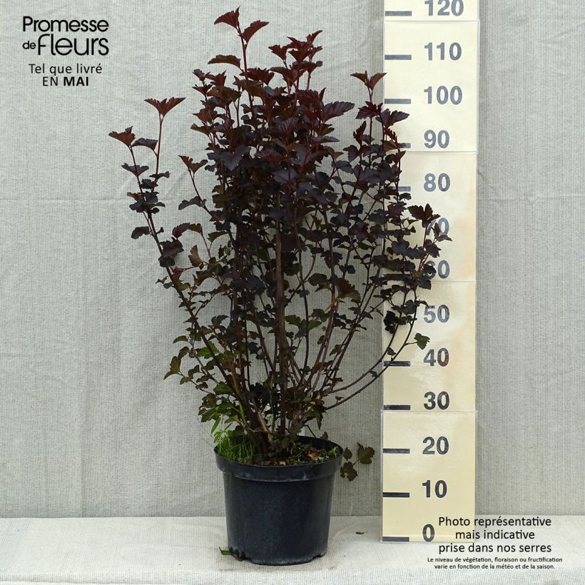Example of Physocarpus opulifolius Midnight - Blaasspirea Pot van 7,5 l/10 l as you get in printemps