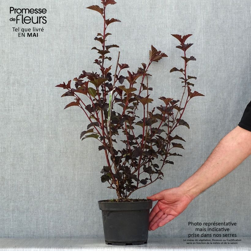 Example of Physocarpus opulifolius Midnight - Blaasspirea Pot van 3 l/4 l as you get in printemps