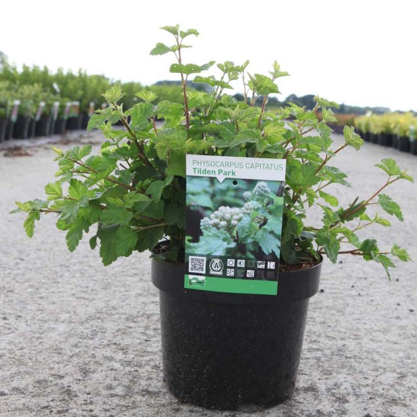 Physocarpus capitatus Tilden Park - Blaasspirea (Groeiplaats)