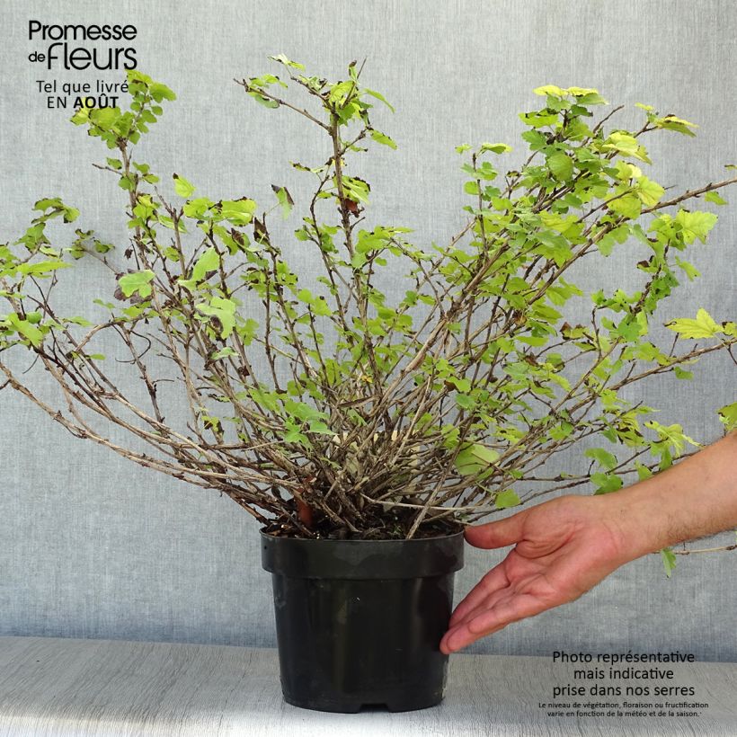 Exemplaar van Physocarpus capitatus Tilden Park - Blaasspirea Pot van 3 l/4 l zoals geleverd in de zomer