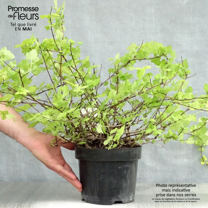 Exemplaar van Physocarpus capitatus Tilden Park - Blaasspirea Pot van 3 l/4 l zoals geleverd in de lente