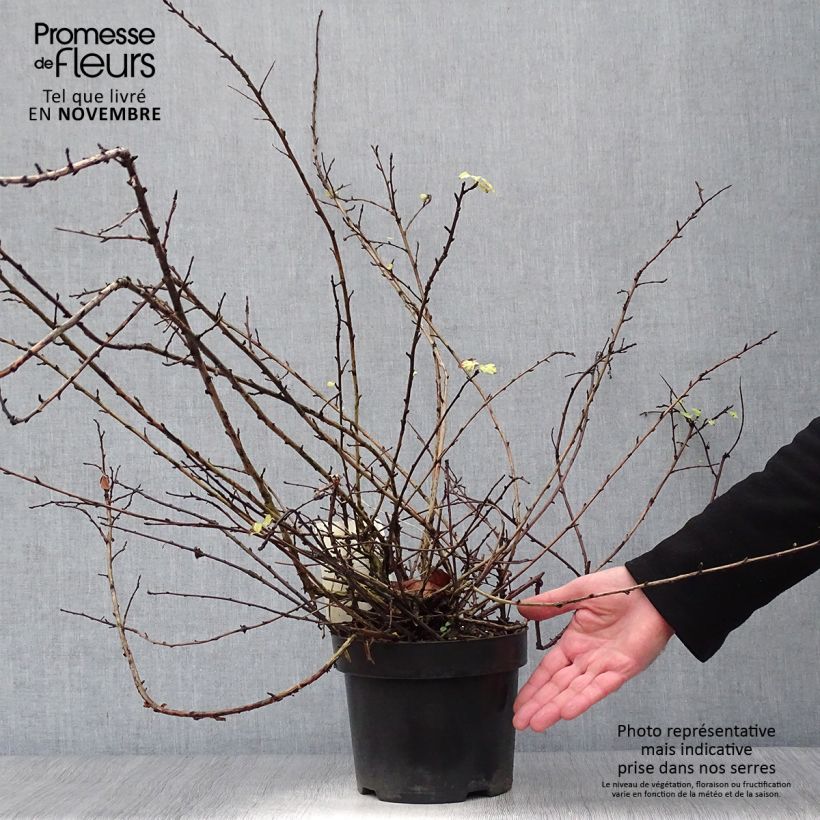 Exemplaar van Physocarpus capitatus Tilden Park - Blaasspirea Pot van 3 l/4 l zoals geleverd in de herfst