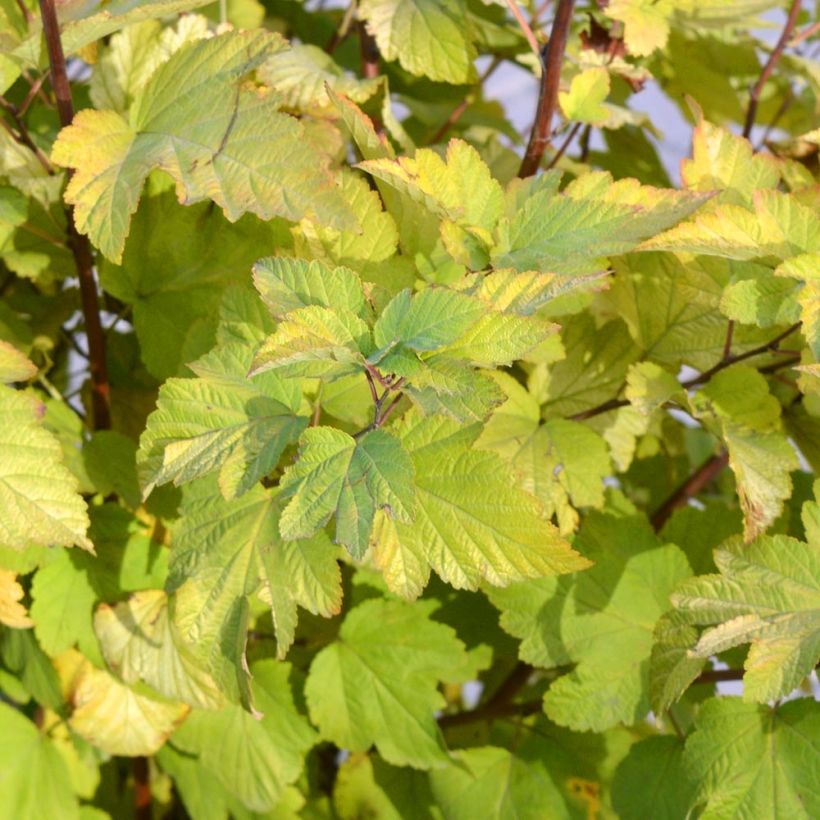 Physocarpus opulifolius - Blaasspirea (Foliage)