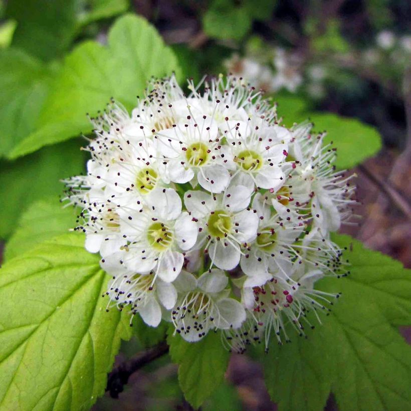 Physocarpus opulifolius - Blaasspirea (Flowering)