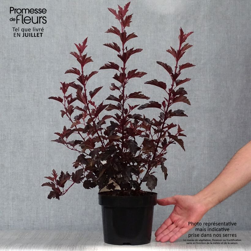 Exemplaar van Physocarpus opulifolius All Black - Blaasspirea Pot van 3 l/4 l zoals geleverd in de zomer