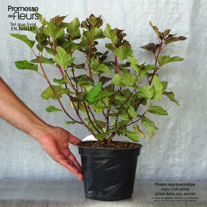 Exemplaar van Physocarpus opulifolius Amber Jubilee - Blaasspirea Pot van 3 l/4 l zoals geleverd in de zomer
