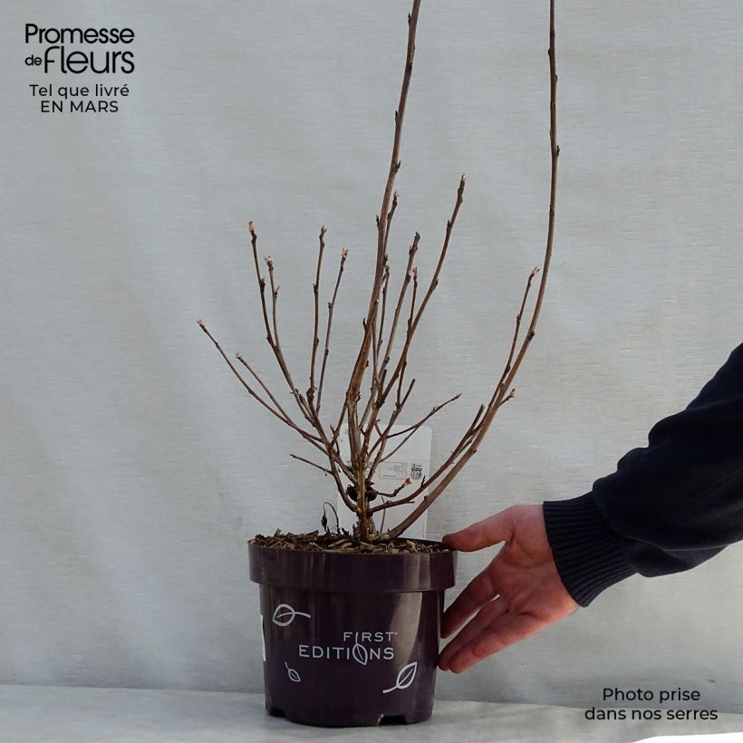 Exemplaar van Physocarpus opulifolius Amber Jubilee - Blaasspirea Pot van 3 l/4 l zoals geleverd in de lente