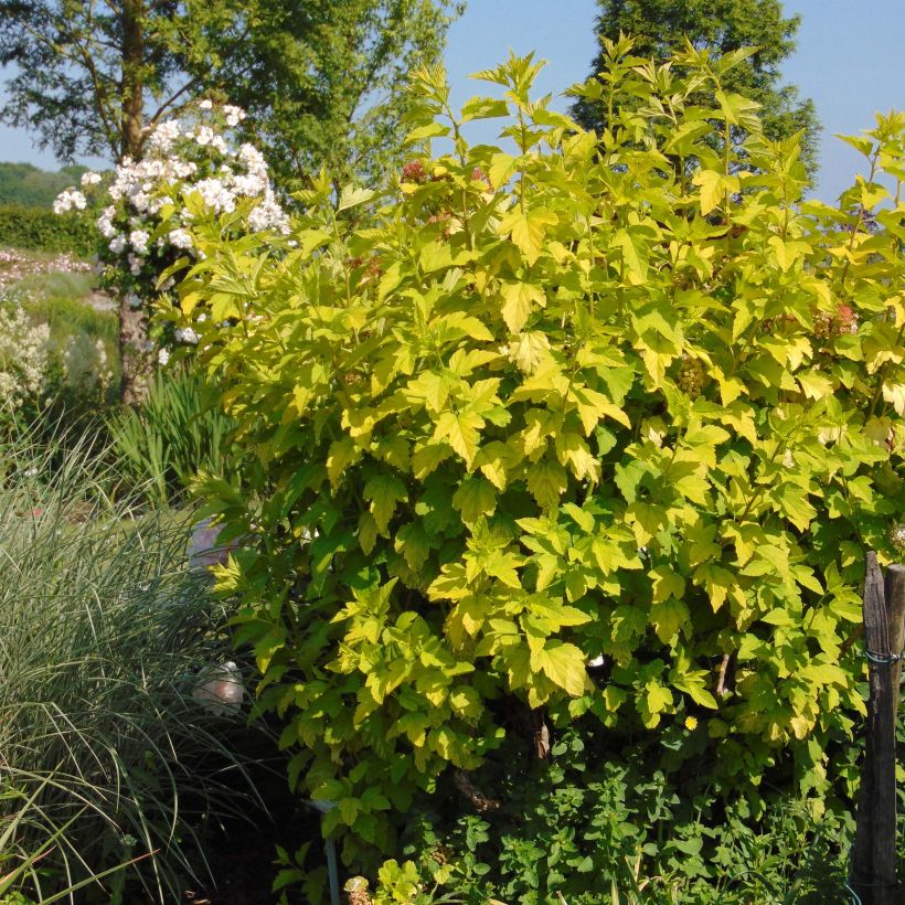 Voorbeeld van een exemplaar van Physocarpus opulifolius Angel Gold - Blaasspirea Pot van 3 l/4 l zoals geleverd