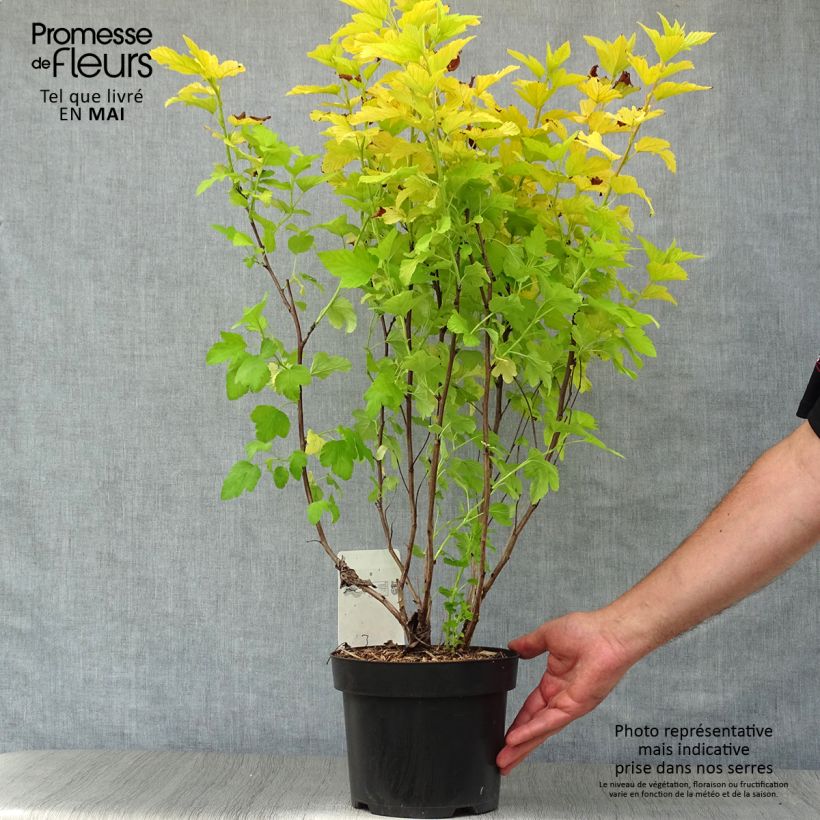 Exemplaar van Physocarpus opulifolius Angel Gold - Blaasspirea Pot van 3 l/4 l zoals geleverd in de lente