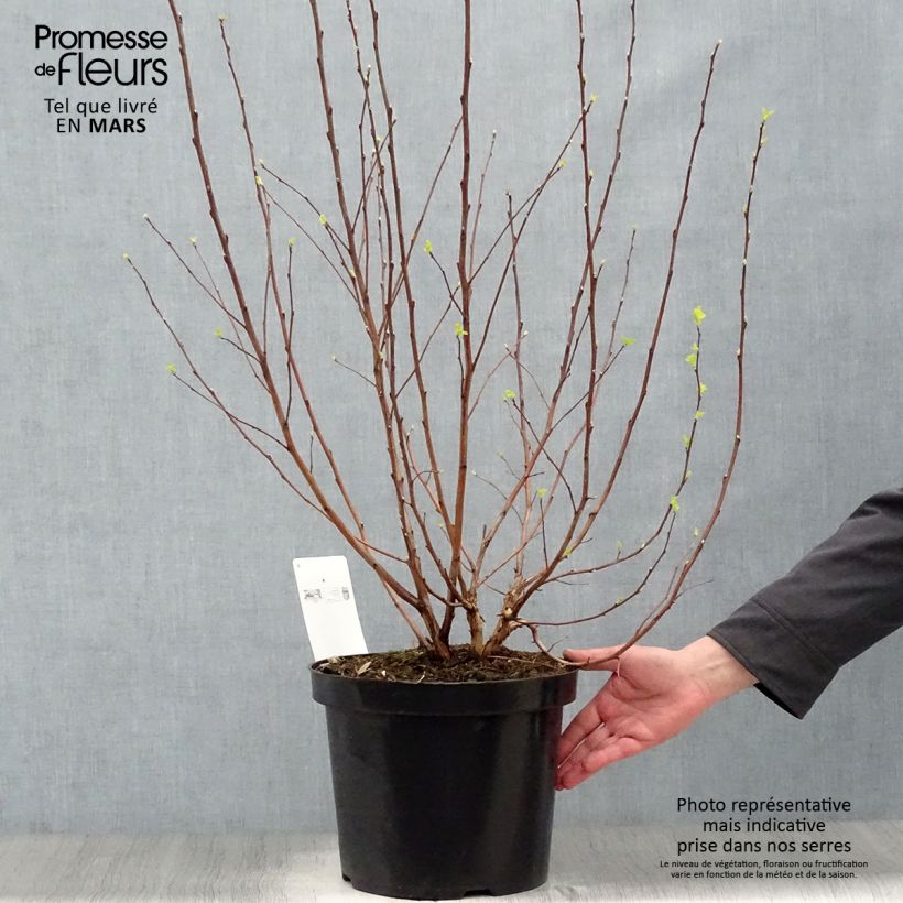 Exemplaar van Physocarpus opulifolius Angel Gold - Blaasspirea Pot van 7,5 l/10 l zoals geleverd in de lente