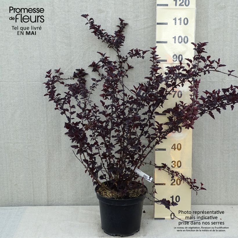 Exemplaar van Physocarpus opulifolius Black Light - Blaasspirea Pot van 7,5 l/10 l zoals geleverd in de lente