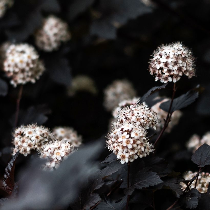 Physocarpus opulifolius Black Light - Blaasspirea (Bloei)