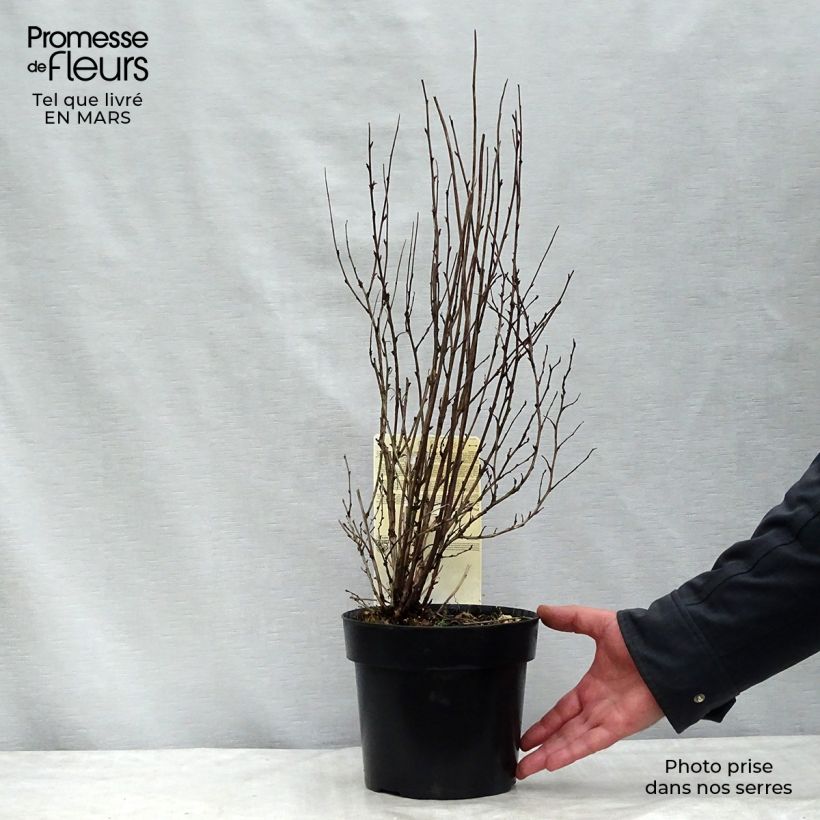 Exemplaar van Physocarpus opulifolius Burgundy Candy - Blaasspirea Pot van 2 l/3 l zoals geleverd in de winter