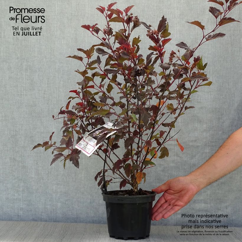 Exemplaar van Physocarpus opulifolius Diable D'Or - Blaasspirea Pot van 3 l/4 l zoals geleverd in de zomer