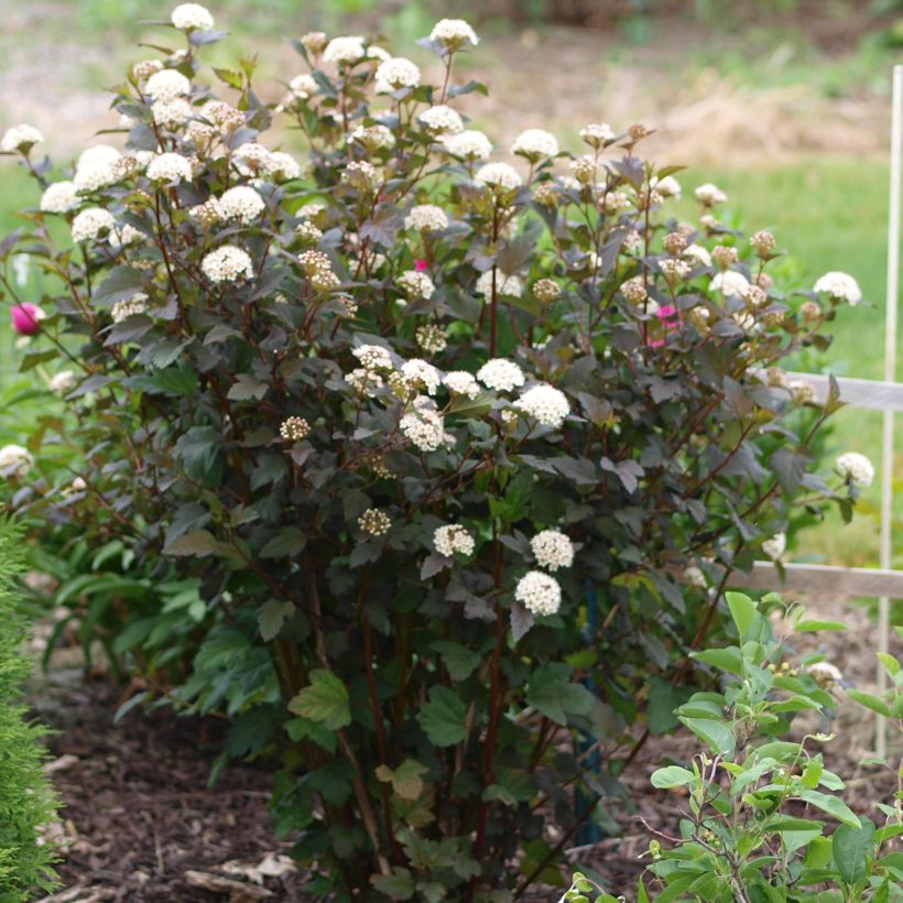 Physocarpus opulifolius Diabolo - Blaasspirea (Groeiplaats)