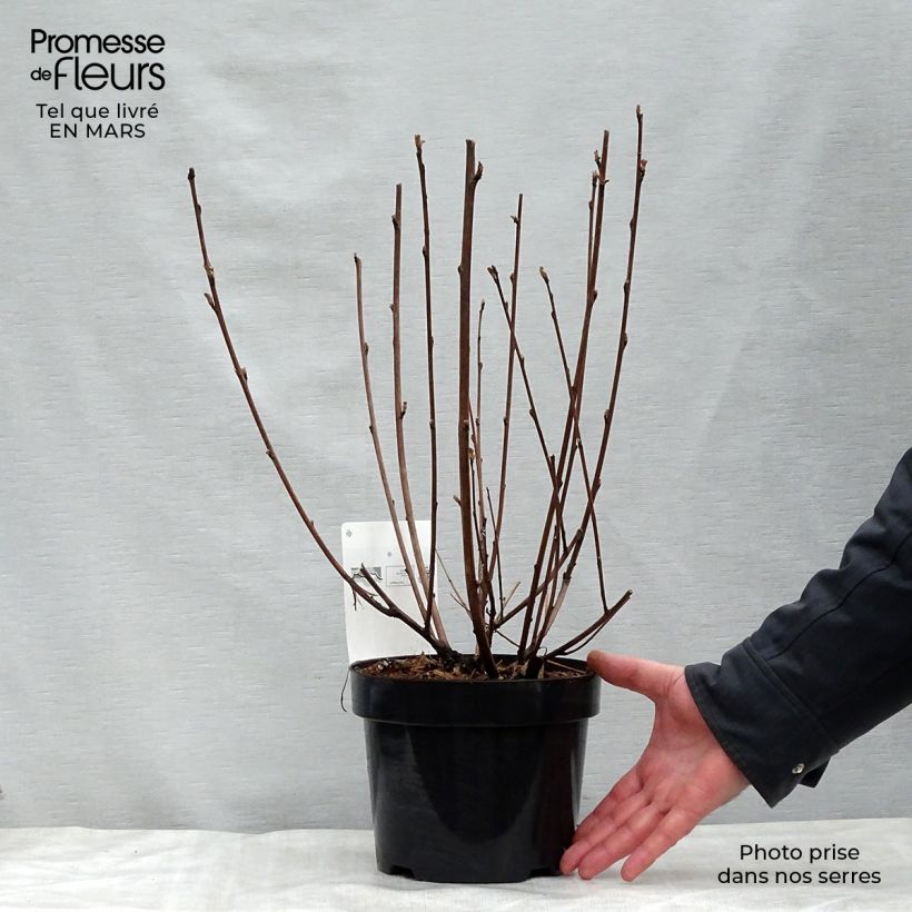 Exemplaar van Physocarpus opulifolius Diabolo - Blaasspirea Pot van 3 l/4 l zoals geleverd in de lente