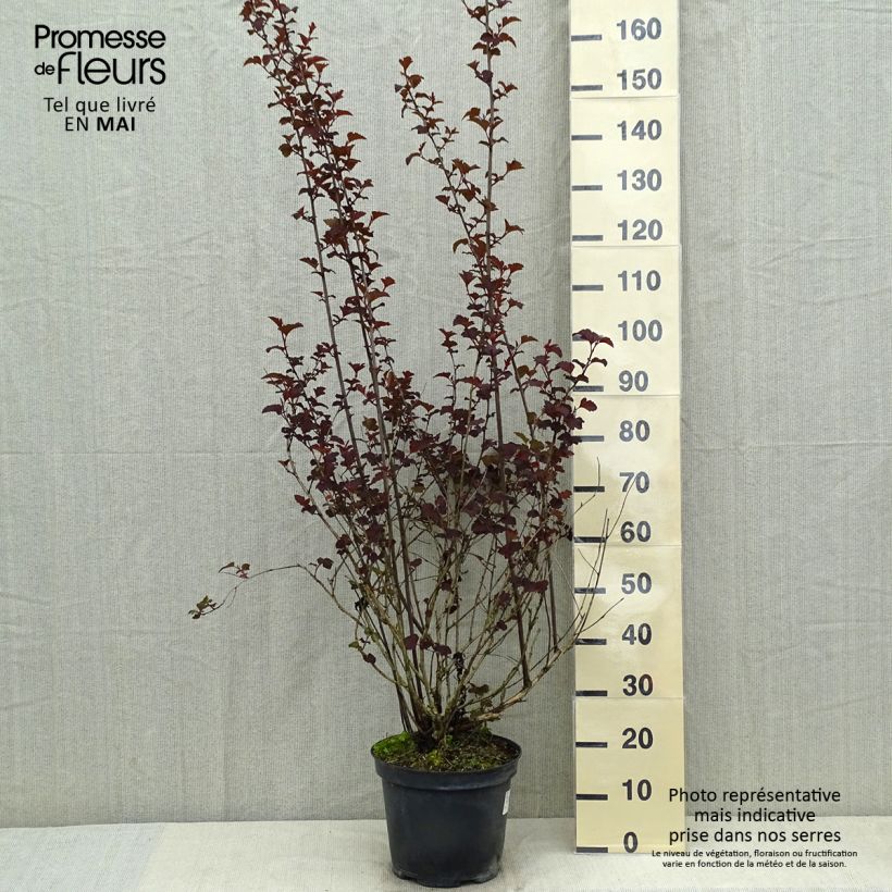 Exemplaar van Physocarpus opulifolius Diabolo - Blaasspirea Pot van 6 l/7 l zoals geleverd in de lente