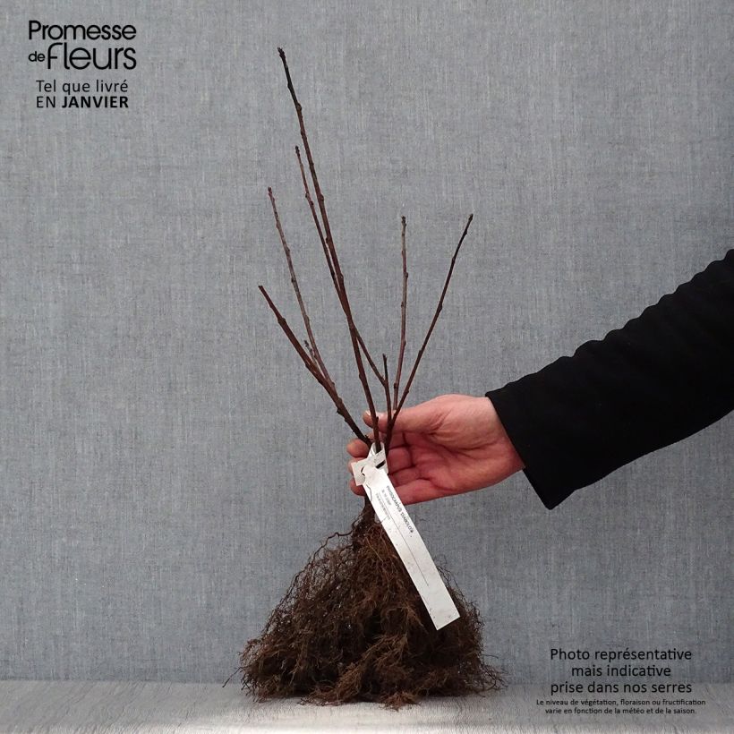 Exemplaar van Physocarpus opulifolius Diabolo - Blaasspirea Naakte wortel zoals geleverd in de winter