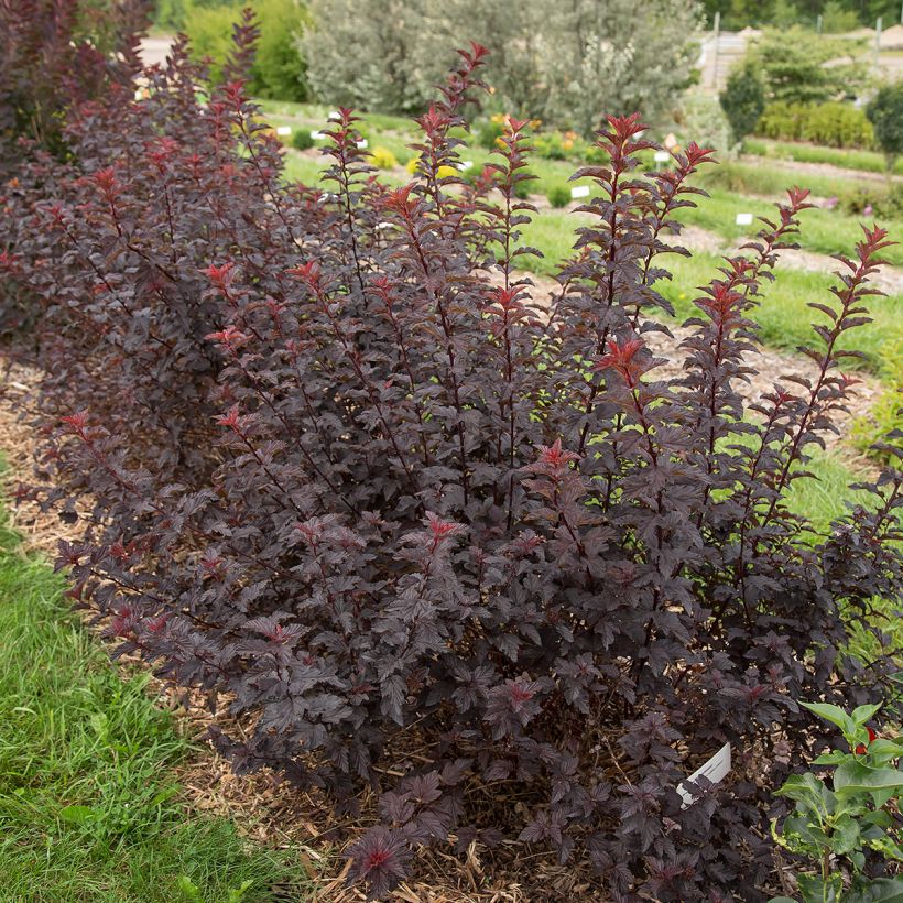 Physocarpus opulifolius Fireside - Blaasspirea (Groeiplaats)
